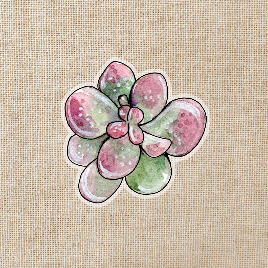 Watercolor Echeveria Succulent Clear Sticker